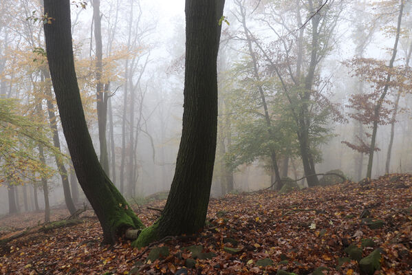 Ústí nad Labem, Brná, 28.10.2022
Suťový les na západním svahu pod Čertovou jizbou.
Keywords: České středohoří Ústí nad Labem Brná Čertova jizba