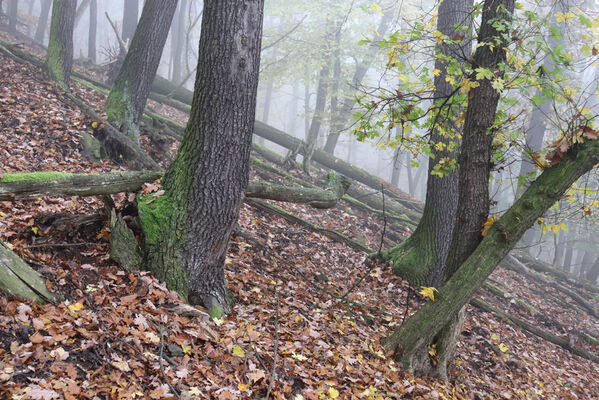 Ústí nad Labem, Brná, 28.10.2022
Suťový les na západním svahu pod Čertovou jizbou.
Keywords: České středohoří Ústí nad Labem Brná Čertova jizba