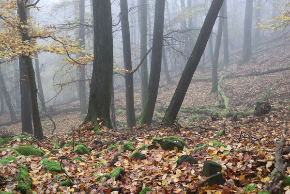 Ústí nad Labem, Brná, 28.10.2022
Suťový les na západním svahu pod Čertovou jizbou.
Schlüsselwörter: České středohoří Ústí nad Labem Brná Čertova jizba