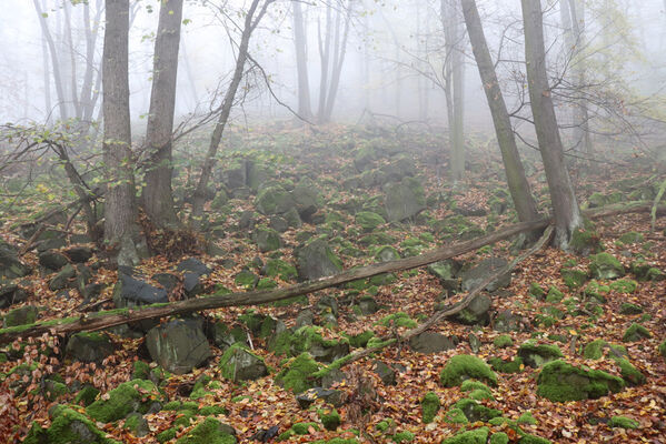 Ústí nad Labem, Brná, 28.10.2022
Suťový les na západním svahu pod Čertovou jizbou. 
Keywords: České středohoří Ústí nad Labem Brná Čertova jizba