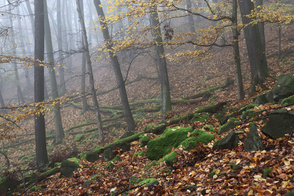 Ústí nad Labem, Brná, 28.10.2022
Suťový les na západním svahu pod Čertovou jizbou. 
Keywords: České středohoří Ústí nad Labem Brná Čertova jizba