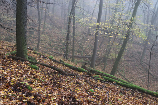 Ústí nad Labem, Brná, 28.10.2022
Suťový les na západním svahu pod Čertovou jizbou. 
Keywords: České středohoří Ústí nad Labem Brná Čertova jizba