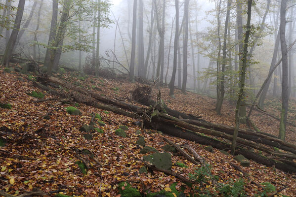 Ústí nad Labem, Brná, 28.10.2022
Klíčová slova: České středohoří Ústí nad Labem Brná Čertova jizba