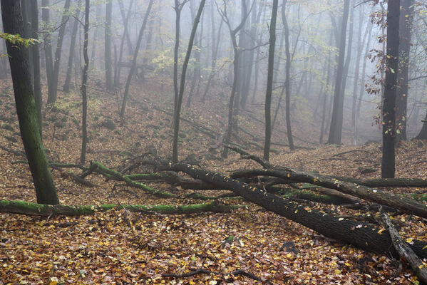 Ústí nad Labem, Brná, 28.10.2022
Suťový les na západním svahu pod Čertovou jizbou. 
Keywords: České středohoří Ústí nad Labem Brná Čertova jizba