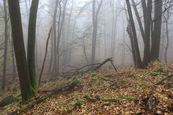 Ústí nad Labem, Brná, 28.10.2022
Suťový les na západním svahu pod Čertovou jizbou. 
Klíčová slova: České středohoří Ústí nad Labem Brná Čertova jizba