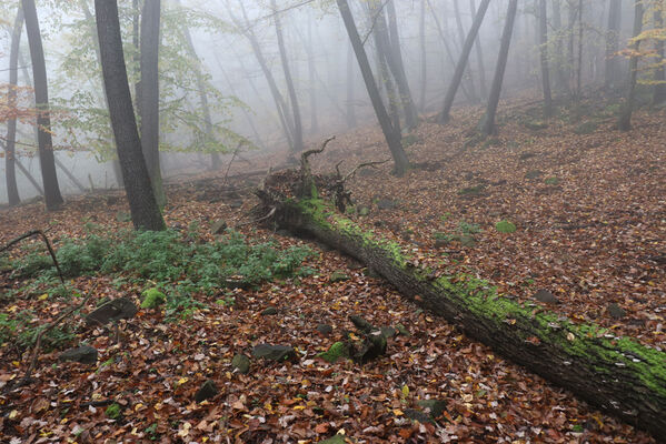 Ústí nad Labem, Brná, 28.10.2022
Suťový les na západním svahu pod Čertovou jizbou. 
Mots-clés: České středohoří Ústí nad Labem Brná Čertova jizba