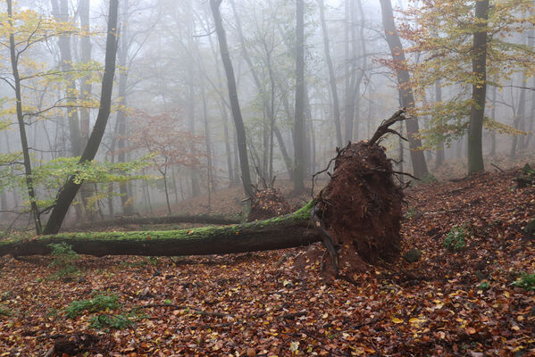 Ústí nad Labem, Brná, 28.10.2022
Suťový les na západním svahu pod Čertovou jizbou. 
Keywords: České středohoří Ústí nad Labem Brná Čertova jizba