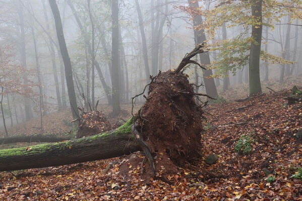 Ústí nad Labem, Brná, 28.10.2022
Suťový les na západním svahu pod Čertovou jizbou. 
Mots-clés: České středohoří Ústí nad Labem Brná Čertova jizba