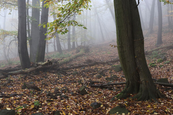 Ústí nad Labem, Brná, 28.10.2022
Suťový les na západním svahu pod Čertovou jizbou. 
Keywords: České středohoří Ústí nad Labem Brná Čertova jizba