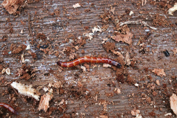 Ústí nad Labem, Brná, 28.10.2022
Suťový les na západním svahu pod Čertovou jizbou. Larva kovaříka rodu Melanotus.
Klíčová slova: České středohoří Ústí nad Labem Brná Čertova jizba