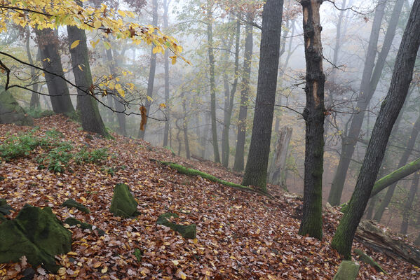 Ústí nad Labem, Brná, 28.10.2022
Suťový les na západním svahu pod Čertovou jizbou. 
Keywords: České středohoří Ústí nad Labem Brná Čertova jizba