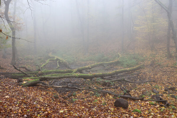 Ústí nad Labem, Brná, 28.10.2022
Suťový les na západním svahu pod Čertovou jizbou. 
Keywords: České středohoří Ústí nad Labem Brná Čertova jizba