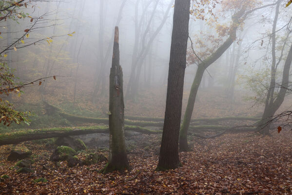 Ústí nad Labem, Brná, 28.10.2022
Suťový les na západním svahu pod Čertovou jizbou. 
Keywords: České středohoří Ústí nad Labem Brná Čertova jizba