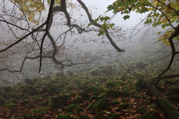 Ústí nad Labem Brná, 28.10.2022
Suťový les na svahu nad Němečským potokem.
Schlüsselwörter: České středohoří Ústí nad Labem Brná vrch Modřín Němečský potok