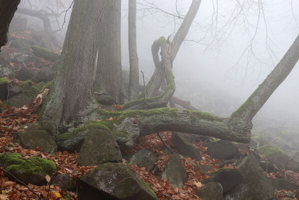 Ústí nad Labem, Brná, 28.10.2022
Suťový les na svahu nad Němečským potokem.
Keywords: České středohoří Ústí nad Labem Brná vrch Modřín Němečský potok Calambus bipustulatus