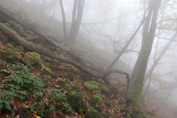 Ústí nad Labem, Brná, 28.10.2022
Suťový les na svahu nad Němečským potokem.
Klíčová slova: České středohoří Ústí nad Labem Brná vrch Modřín Němečský potok