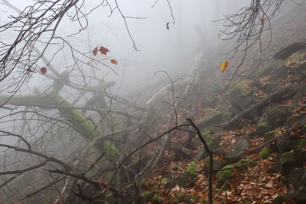 Ústí nad Labem, Brná, 28.10.2022
Suťový les na svahu nad Němečským potokem.
Klíčová slova: České středohoří Ústí nad Labem Brná vrch Modřín Němečský potok