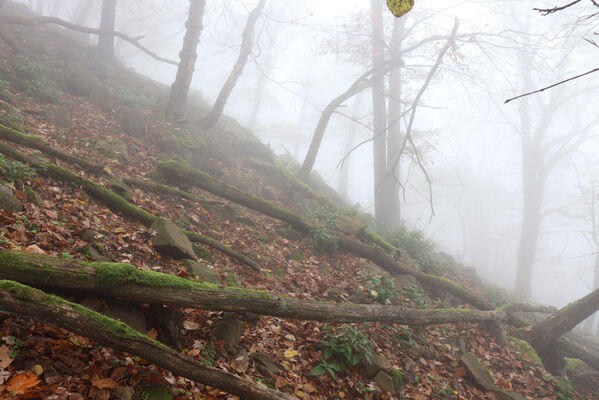 Ústí nad Labem, Brná, 28.10.2022
Suťový les na svahu nad Němečským potokem.
Keywords: České středohoří Ústí nad Labem Brná vrch Modřín Němečský potok