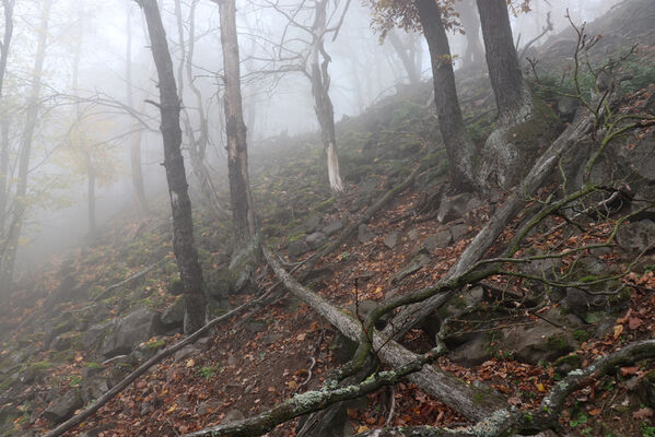 Ústí nad Labem, Brná, 28.10.2022
Suťový les na svahu nad Němečským potokem.
Klíčová slova: České středohoří Ústí nad Labem Brná vrch Modřín Němečský potok