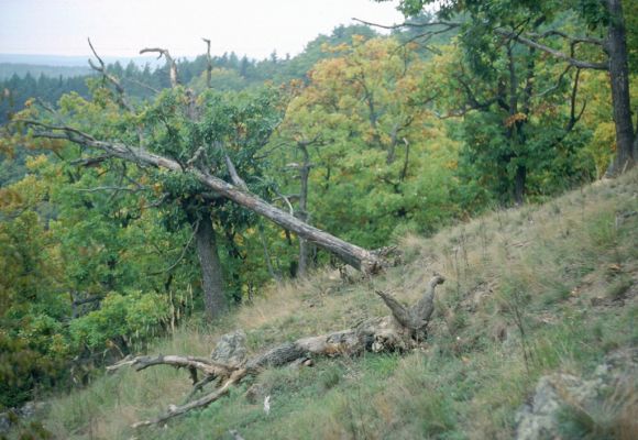 Brno, 17.10.2005
Rezervace Kůlny - biotop kovaříka Cardiophorus erichsoni.
Mots-clés: Brno Veveří rezervace Kůlny Cardiophorus erichsoni