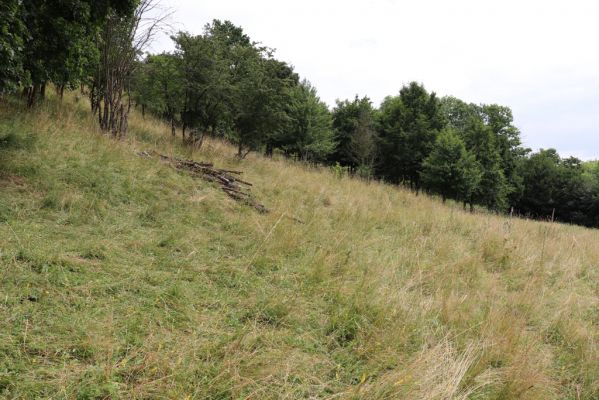 Heřmanice, Brod, 22.7.2021
Vrch Vinice, Ještěrčí ráj. 
Klíčová slova: Heřmanice Brod vrch Vinice Ještěrčí ráj