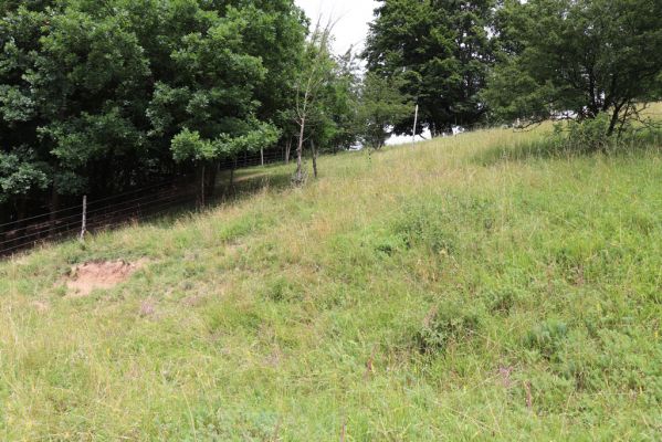 Heřmanice, Brod, 22.7.2021
Vrch Vinice, Ještěrčí ráj. 
Keywords: Heřmanice Brod vrch Vinice Ještěrčí ráj