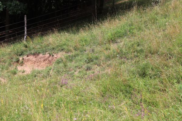 Heřmanice, Brod, 22.7.2021
Vrch Vinice, Ještěrčí ráj. 
Keywords: Heřmanice Brod vrch Vinice Ještěrčí ráj