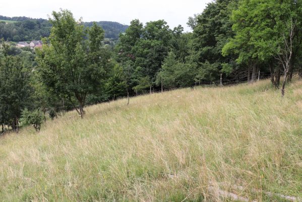 Heřmanice, Brod, 22.7.2021
Vrch Vinice, Ještěrčí ráj. 
Klíčová slova: Heřmanice Brod vrch Vinice Ještěrčí ráj