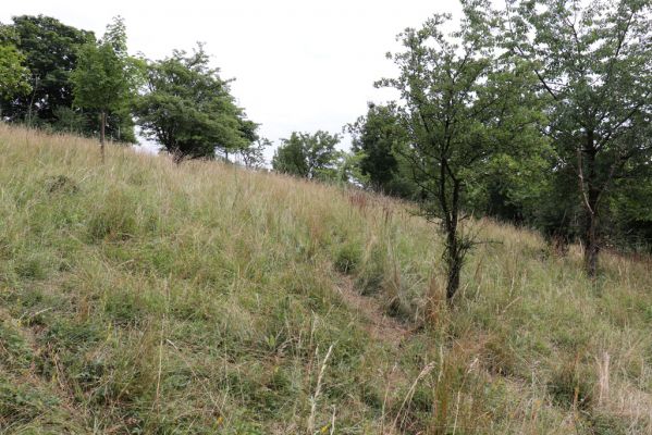 Heřmanice, Brod, 22.7.2021
Vrch Vinice, Ještěrčí ráj. 
Klíčová slova: Heřmanice Brod vrch Vinice Ještěrčí ráj