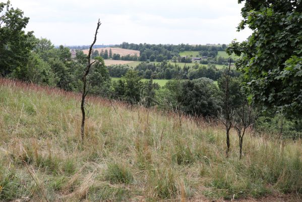 Heřmanice, Brod, 22.7.2021
Vrch Vinice, Ještěrčí ráj. 
Schlüsselwörter: Heřmanice Brod vrch Vinice Ještěrčí ráj