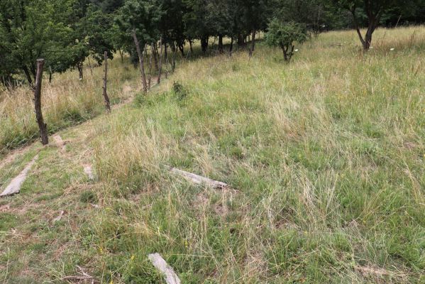 Heřmanice, Brod, 22.7.2021
Vrch Vinice, Ještěrčí ráj. 
Klíčová slova: Heřmanice Brod vrch Vinice Ještěrčí ráj Agriotes gallicus