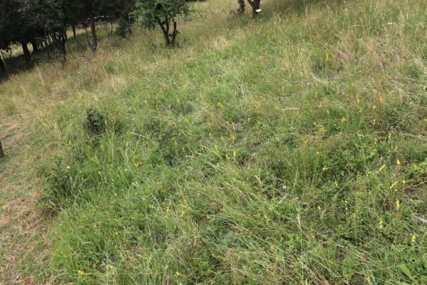 Heřmanice, Brod, 22.7.2021
Vrch Vinice, Ještěrčí ráj. 
Klíčová slova: Heřmanice Brod vrch Vinice Ještěrčí ráj Agriotes gallicus