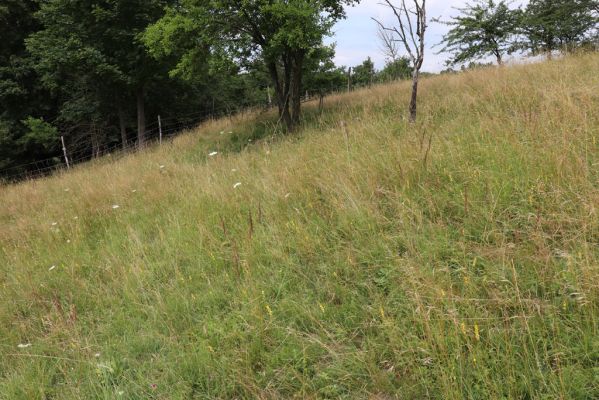 Heřmanice, Brod, 22.7.2021
Vrch Vinice, Ještěrčí ráj. 
Keywords: Heřmanice Brod vrch Vinice Ještěrčí ráj Agriotes gallicus