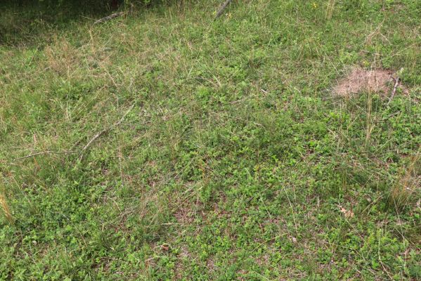 Heřmanice, Brod, 22.7.2021
Vrch Vinice, Ještěrčí ráj. 
Mots-clés: Heřmanice Brod vrch Vinice Ještěrčí ráj Agriotes gallicus