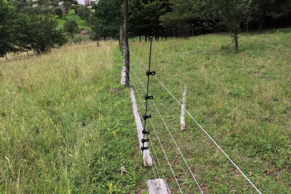 Heřmanice, Brod, 22.7.2021
Vrch Vinice, Ještěrčí ráj. 
Klíčová slova: Heřmanice Brod vrch Vinice Ještěrčí ráj Agriotes gallicus