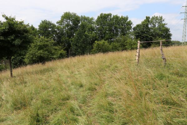 Heřmanice, Brod, 22.7.2021
Vrch Vinice, Ještěrčí ráj. 
Keywords: Heřmanice Brod vrch Vinice Ještěrčí ráj