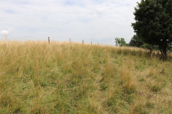 Heřmanice, Brod, 22.7.2021
Vrch Vinice, Ještěrčí ráj. 
Keywords: Heřmanice Brod vrch Vinice Ještěrčí ráj