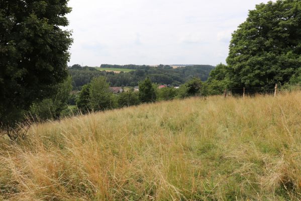 Heřmanice, Brod, 22.7.2021
Vrch Vinice, Ještěrčí ráj. 
Mots-clés: Heřmanice Brod vrch Vinice Ještěrčí ráj