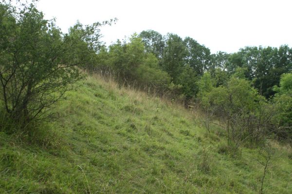 Brod nad Labem, 28.7.2007
Spásaná step na jihozápadním svahu vrchu Vinice.
Klíčová slova: Brod nad Labem step Agriotes gallicus