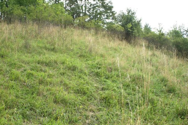 Brod nad Labem, 28.7.2007
Spásaná step na jihozápadním svahu vrchu Vinice.
Klíčová slova: Brod nad Labem step Agriotes gallicus