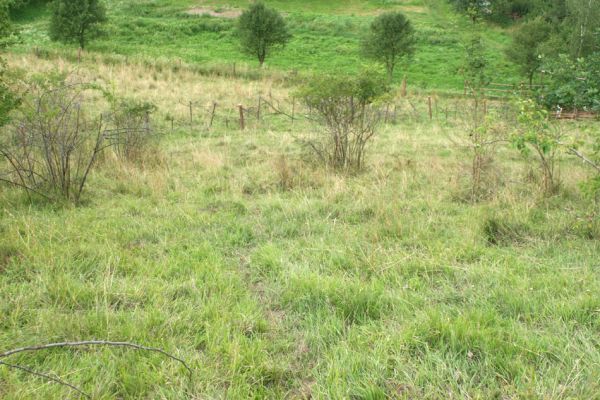 Brod nad Labem, 28.7.2007
Spásaná stepi na jihozápadním svahu vrchu Vinice.
Klíčová slova: Brod nad Labem step Agriotes gallicus