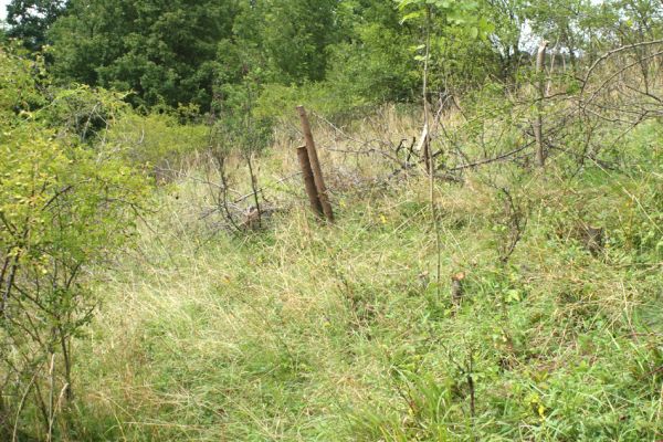 Brod nad Labem, 28.7.2007
Horní okraj stepi na jihozápadním svahu vrchu Vinice.
Klíčová slova: Brod nad Labem step Agriotes gallicus