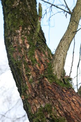 Broumov, 9.2.2016
Meandry Stěnavy - lužní les. Biotop kovaříka Calambus bipustulatus.



Klíčová slova: Broumov Stěnava meandry Calambus bipustulatus