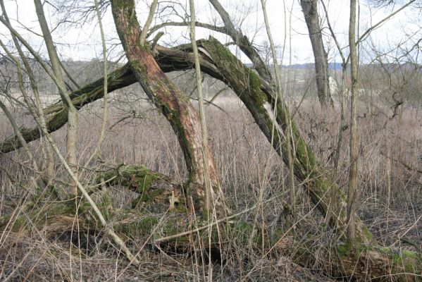 Broumov, 9.2.2016
Meandry Stěnavy - lužní les. Biotop kovaříka Calambus bipustulatus.



Keywords: Broumov Stěnava meandry Calambus bipustulatus