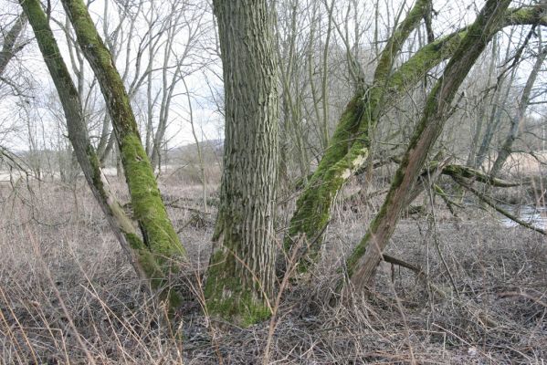 Broumov, 9.2.2016
Meandry Stěnavy - lužní les. Biotop kovaříka Calambus bipustulatus.


Schlüsselwörter: Broumov Stěnava meandry Calambus bipustulatus