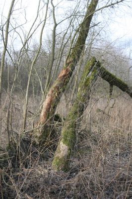 Broumov, 9.2.2016
Meandry Stěnavy - lužní les. Biotop kovaříka Calambus bipustulatus.
Klíčová slova: Broumov Stěnava meandry Calambus bipustulatus