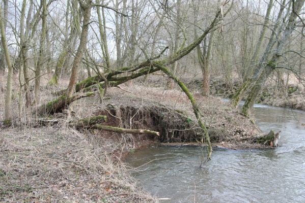 Broumov, 9.2.2016
Meandry Stěnavy - lužní les. 



Klíčová slova: Broumov Stěnava meandry Calambus bipustulatus
