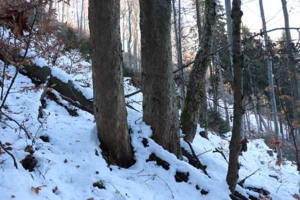 Křinice, 3.9.2021
Broumovské stěny - Laudonovy valy. Biotop Phloeostichus denticollis.
Klíčová slova: Křinice Broumovské stěny Laudonovy valy Phloeostichus denticollis