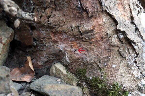 Křinice, 3.9.2021
Broumovské stěny - Laudonovy valy. Phloeostichus denticollis pod odloupnutými šupinami kůry u paty kmene javoru klenu.
Klíčová slova: Křinice Broumovské stěny Laudonovy valy Phloeostichus denticollis