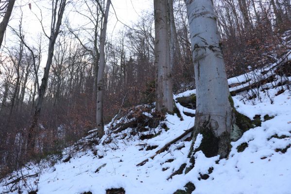 Křinice, 3.9.2021
Broumovské stěny - Laudonovy valy.
Schlüsselwörter: Křinice Broumovské stěny Laudonovy valy